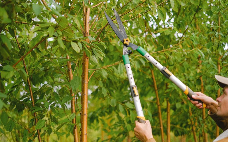 Tree trimming in Richville, NY
